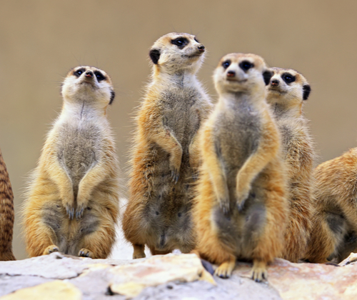 Meet the Meerkats Experience